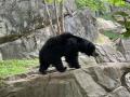 A sloth bear at the DC Zoo