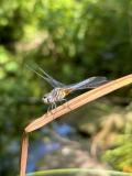 The Blue Dasher, Pachydiplax longipennis, at the National Botanic Gardens