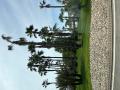 Palm trees in France!