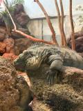 Sleepy, sleepy iguana. 