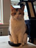 Stared down by a cat (her name is PB).
