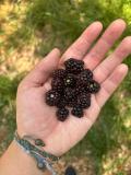 Trail berries!